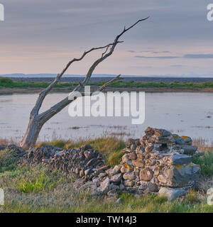 Arbre mort et décomposé par un étang sur la côte à Porlock Bay Banque D'Images