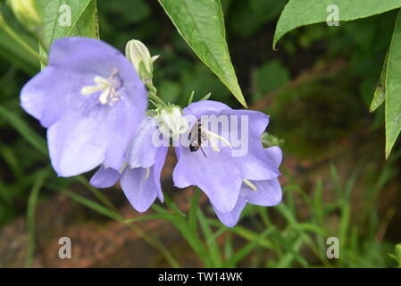 Fleurs Campanula Banque D'Images