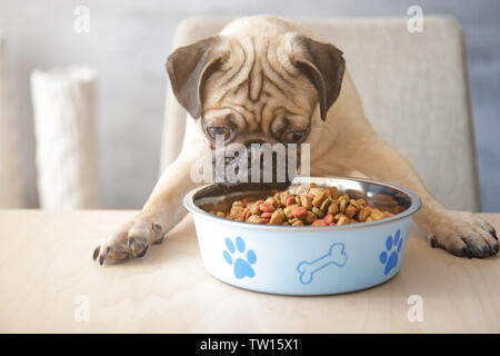 Pug dog faim avec bol alimentaire prêt à manger, assis à table à manger dans la cuisine Banque D'Images