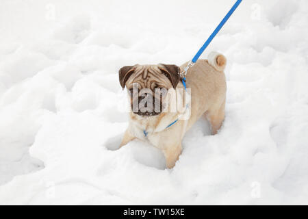 Le PUG dog walking on snow Banque D'Images