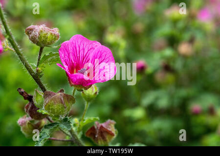 Lavatera sauvages malva fleur en rose pourpre avec un fond vert dans un jardin anglais Banque D'Images