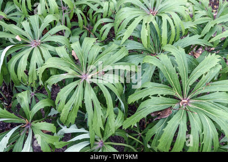 Syneilesis aconitifolia, plante parapluie déchiqueté Banque D'Images