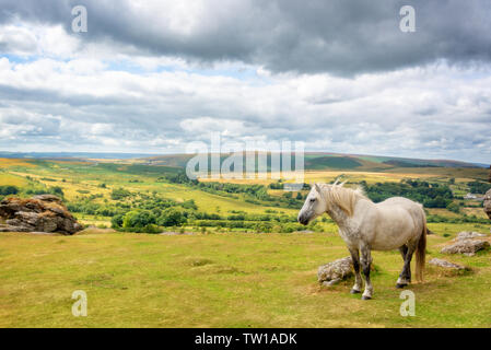 Poney Dartmoor près de Tor de selle, Dartmoor, Devon, UK Banque D'Images