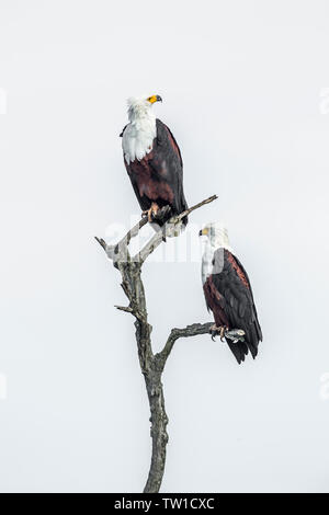 African fish eagle couple isolé en fond blanc dans le parc national Kruger, Afrique du Sud ; Espèce Haliaeetus vocifer Famille des Accipitridae Banque D'Images