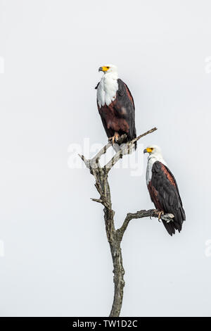 African fish eagle couple isolé en fond blanc dans le parc national Kruger, Afrique du Sud ; Espèce Haliaeetus vocifer Famille des Accipitridae Banque D'Images