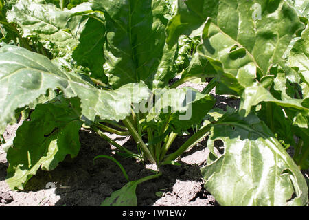 Betterave vert tops sur le domaine agricole, des betteraves à sucre sur le terrain. close-up. Banque D'Images