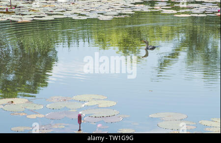 Grand cormoran piscine avec de l'eau reflet dans l'établissement de zones humides avec lotus plantes dans Darwin, Australie Banque D'Images