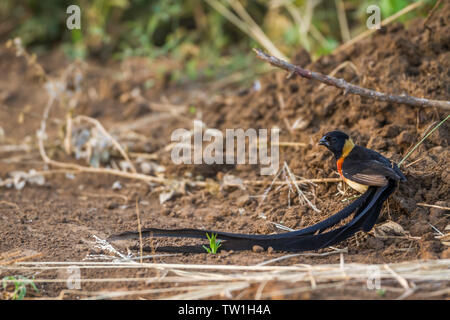 Eastern Paradise-Whydah sur le terrain dans le parc national Kruger, Afrique du Sud ; Espèce Vidua paradisaea famille de Viduidae Banque D'Images