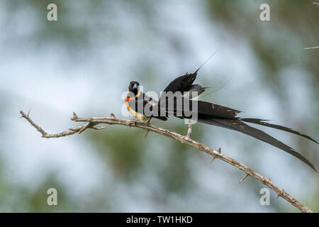 Eastern Paradise-Whydah en Kruger National Park, Afrique du Sud ; Espèce Vidua paradisaea famille de Viduidae Banque D'Images