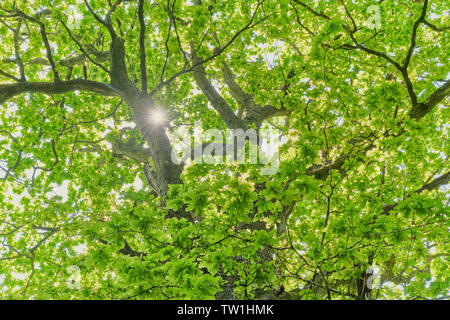 La lumière du soleil par birsting thetree canopy Banque D'Images