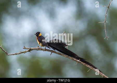 Eastern Paradise-Whydah en Kruger National Park, Afrique du Sud ; Espèce Vidua paradisaea famille de Viduidae Banque D'Images