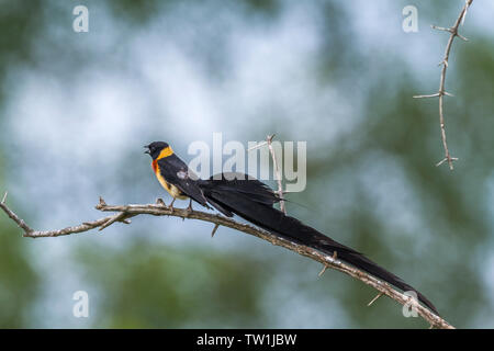 Eastern Paradise-Whydah en Kruger National Park, Afrique du Sud ; Espèce Vidua paradisaea famille de Viduidae Banque D'Images