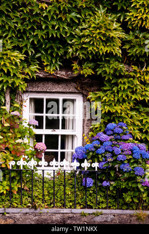 Hortensia violette à Snowdonia, pays de Galles. Banque D'Images