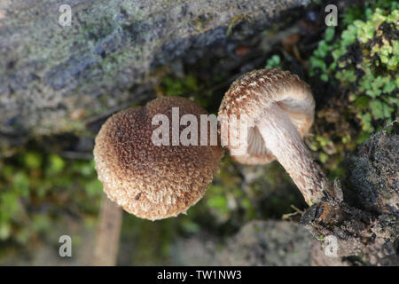 Inocybe lacera, communément appelé le déchiré fibrecap, un champignon vénéneux de Finlande Banque D'Images