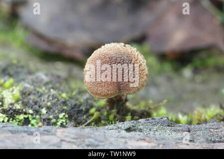 Inocybe lacera, communément appelé le déchiré fibrecap, un champignon vénéneux de Finlande Banque D'Images