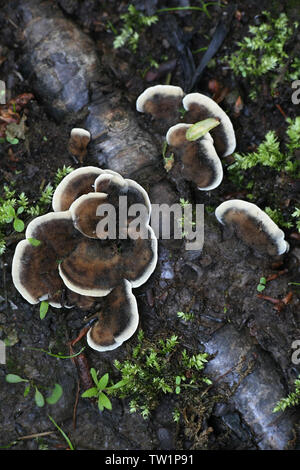 Bjerkandera adusta , connu sous le nom de champignon de fumée Banque D'Images