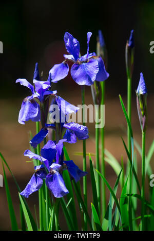 Un crayon Iris plante dans un jardin de Cape Cod sur une journée de printemps. Banque D'Images