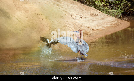 Héron goliath un chassing Egyptian goose dans Kruger National Park, Afrique du Sud ; espèce Ardea goliath famille des Ardeidae Banque D'Images