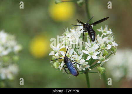 Deux abeilles pollinisant sur des fleurs blanches Banque D'Images