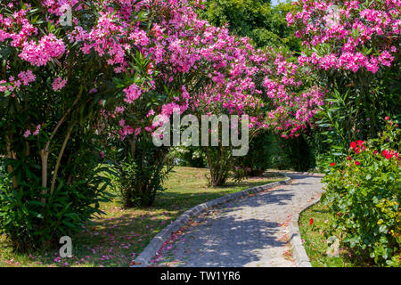 Allée courbée entre les buissons à fleurs roses. Les blocs de pierre est couverte de pétales de rose. Chemin dans le parc couvert avec de belles fleurs. Banque D'Images