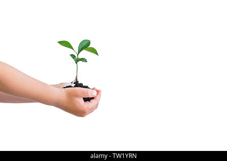 Petite plante verte prit dans les mains de l'enfant isolé sur blanc. Copier l'espace. Banque D'Images