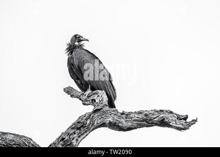 Juvelnile vautour à capuchon isolé en noir et blanc dans le parc national Kruger, Afrique du Sud ; Espèce Famille Necrosyrtes monachus Accipitridae de Banque D'Images