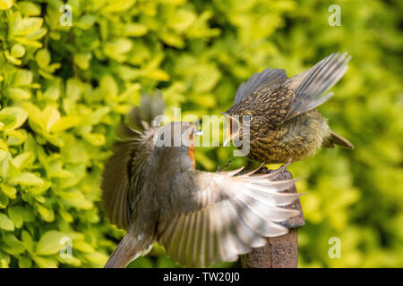 Adultes européen robin (erithacus rubecula aux abords d'alimentation) à part entière récemment robin juvénile Banque D'Images