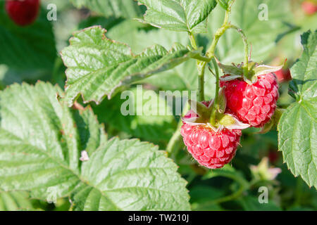 Un tas de framboises rouges sur un buisson près de feuilles vertes. Close-up. Banque D'Images