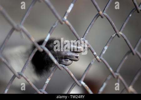 Main de chimpanzé mammifère monkety la capture des animaux cage de fer. liberté faune animal à la nature Banque D'Images