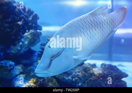 Poissons de mer exotiques dans l'aquarium Banque D'Images