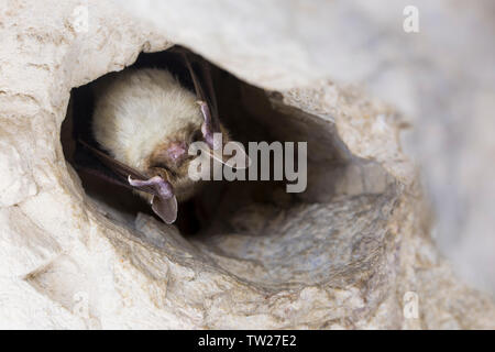 Close up animal étrange une plus grande souris chauve-souris de Keen Myotis myotis tête en bas dans le trou de la grotte et de l'hibernation. La photographie de la faune. Banque D'Images
