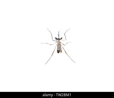 Les espèces de moustiques Aedes aegyti dormir,ouvert isolé sur fond Banque D'Images