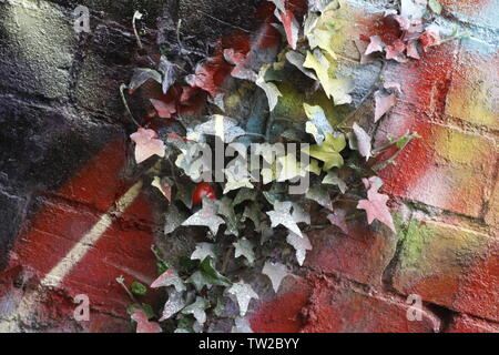 Image en couleur montrant un mur de brique qui a feuilles de lierre croissant sur ce qui a été pulvérisé avec peinture graffiti Banque D'Images