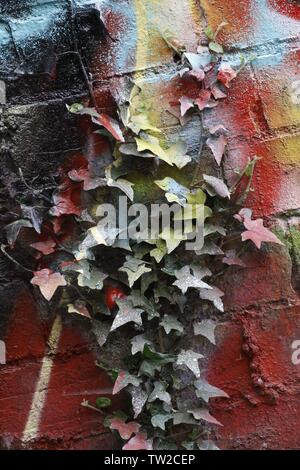 Image en couleur montrant un mur de brique qui a feuilles de lierre croissant sur ce qui a été pulvérisé avec peinture graffiti Banque D'Images