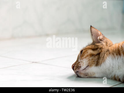 Chat jaune branche dormir sur bord du cadre Banque D'Images