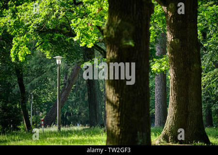 Lampe de rue à la lumière du jour vu à travers un beau paysage naturel de l'herbe, les arbres et les troncs des arbres Banque D'Images