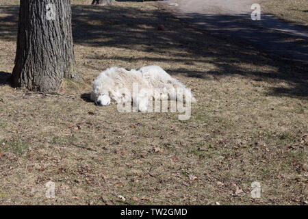 Un grand grand blanc chien Pyrénées se trouve dormant sur le sol près d'un arbre à son Comté de DeKalb, accueil ferme de l'Indiana. Banque D'Images