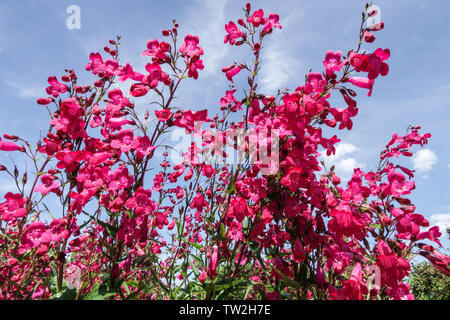 Rouge Penstemon Garnet fleurs rouges floraison pérenne Penstemon Andenken an Friedrich Hahn Garden Flowers Blooming Red floraison de nombreuses fleurs ornement Banque D'Images