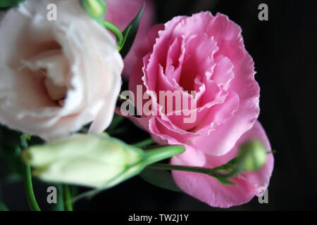 Belle rose et de crème gentiane blanche fleurs de lumière naturelle sur fond sombre Banque D'Images