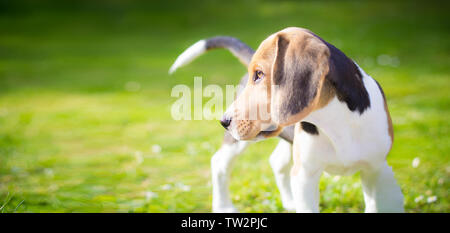 Portrait d'un chiot beagle chien sur le terrain Banque D'Images