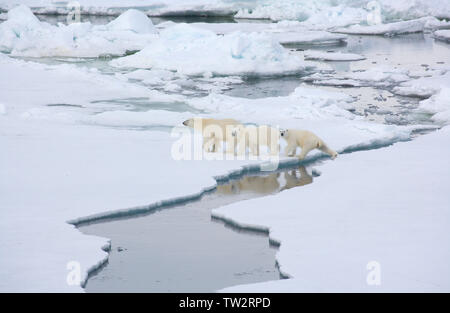 Mère ours polaire et ses deux petits dans l'Arctique russe en route vers le pôle Nord, photographié d'un brise-glace nucléaire Yamal. Banque D'Images