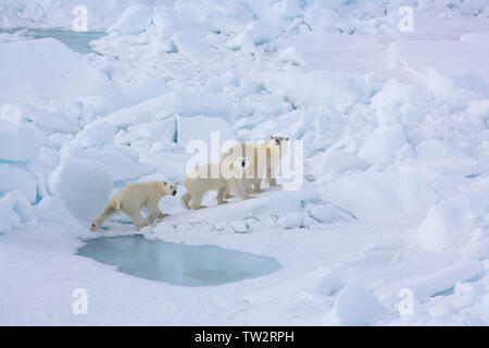 Mère ours polaire et ses deux petits dans l'Arctique russe en route vers le pôle Nord, photographié d'un brise-glace nucléaire Yamal. Banque D'Images