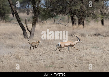 Mère Guépard (Acinonyx jubatus) la chasse une gazelle des subventions qui s'échappe, capture, la Tanzanie Ndutu Banque D'Images