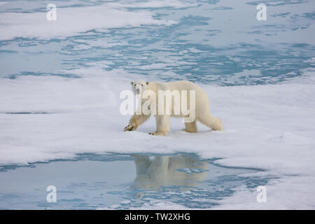 L'ours polaire mâle avec des cicatrices, dans l'Arctique russe. Banque D'Images