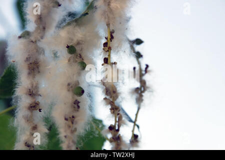 Close up of poplar fluff sur parc arbre, mauvaise saison pour les allergiques Banque D'Images