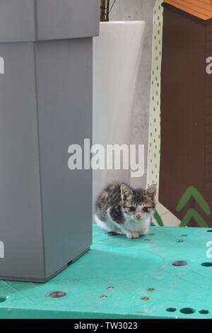 Chaton assis à côté de plante en pot, d'attente pour la mère Banque D'Images