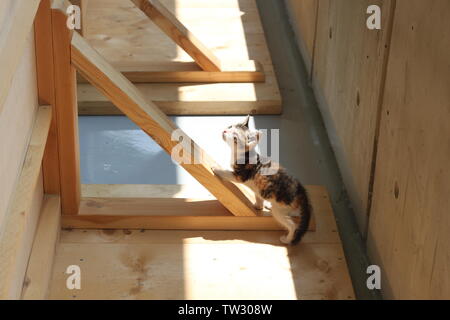Mignon, seul et petit chaton à la mère cat Banque D'Images