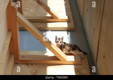 Mignon, seul et petit chaton à la mère cat Banque D'Images