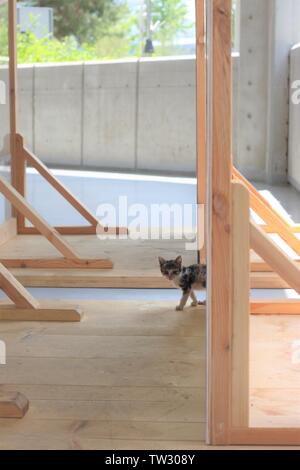 Mignon, seul et petit chaton à la mère cat Banque D'Images