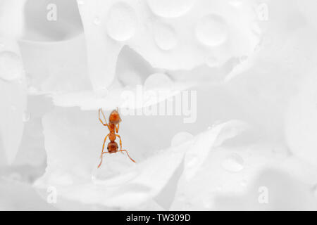 Red ant tête en bas d'un pétale de verre sur une goutte d'eau Banque D'Images